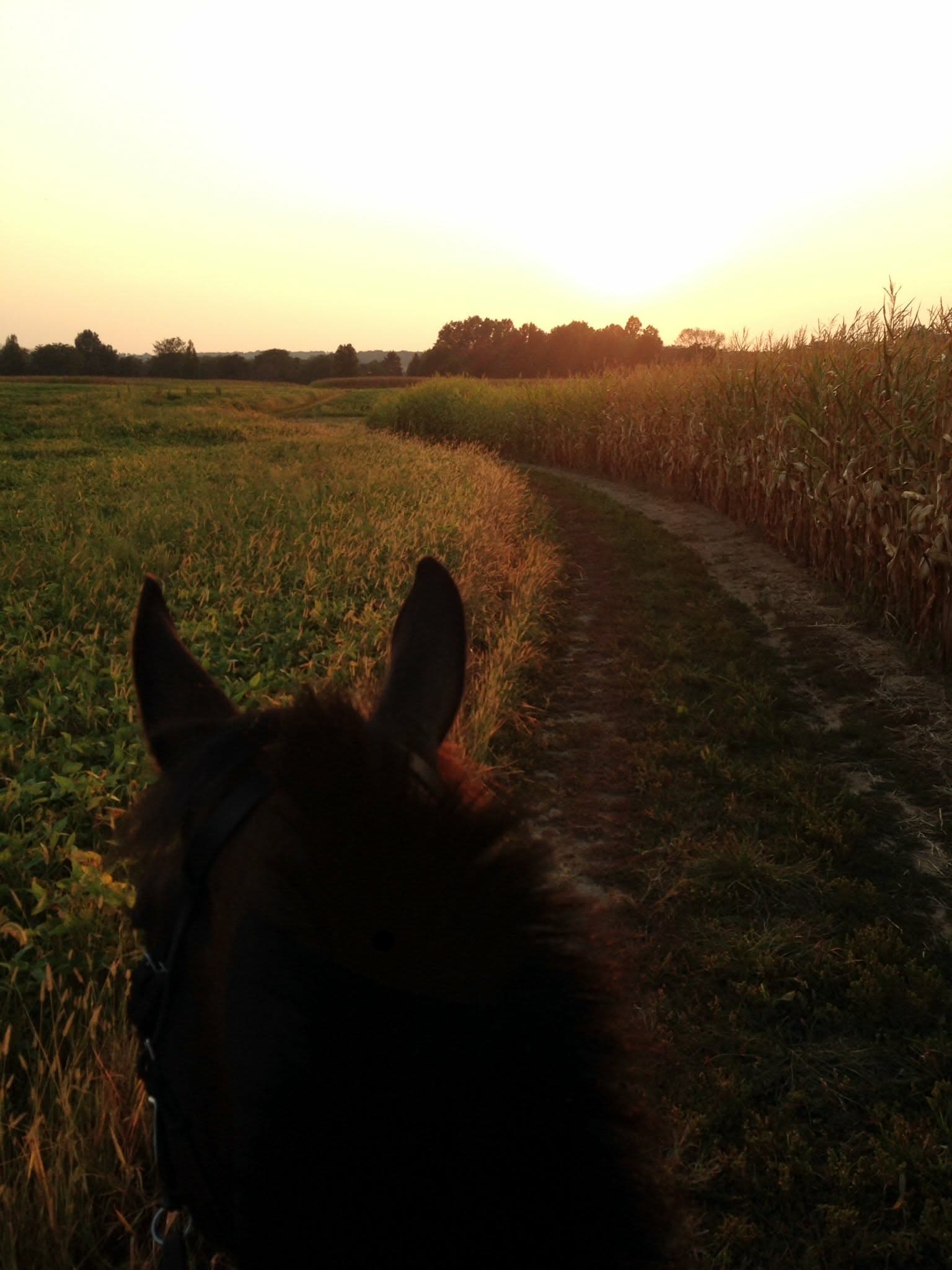 Trail view